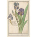 Iris germanica Iris germanica Stinkende lis iris Glaijeul puant flambe - Anselmus Botius de Boodt — weergave van het kunstwerk