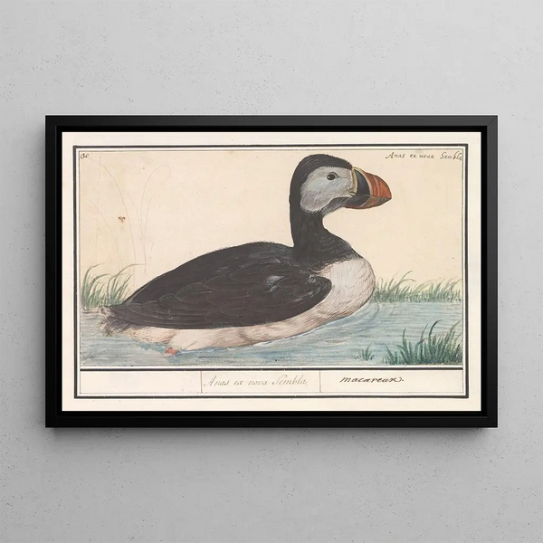 Anselmus Botius de Boodt - Papegaaiduiker Fratercula arctica.webp