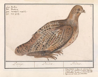 Anselmus Botius de Boodt - Patrijs Perdix perdix.webp