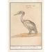 Pelikan Pelicanus - Anselmus Botius de Boodt — weergave van het kunstwerk