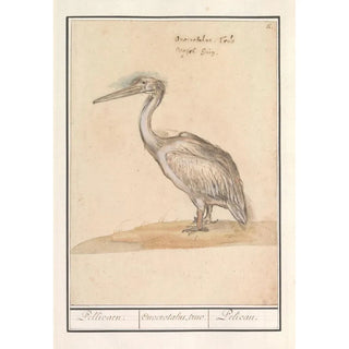 Anselmus Botius de Boodt - Pelikaan Pelicanus.webp