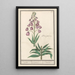 Lys de Perse Fritillaria persica Purper persiaensche Lelie Lilium persicum purpureum Lys de Perse Violet - Anselmus Botius de Boodt — ingelijst kunstwerk aan de muur