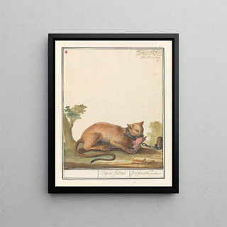 Anselmus Botius de Boodt - Poema Puma concolor Tigris fulvus Gougouar de pensilvanie.webp