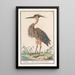 Reproductie van het schilderij van de Blauwe Reiger (Ardea purpurea) - Anselmus Botius de Boodt