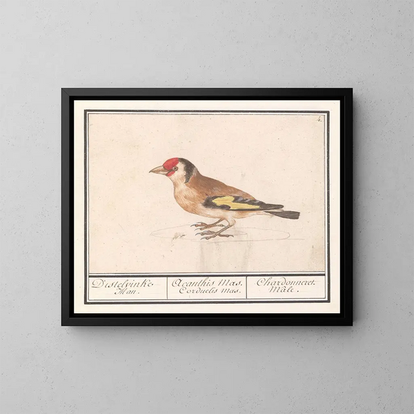 van de putter van de goudvink Carduelis carduelis - Anselmus Botius de Boodt — ingelijst kunstwerk aan de muur