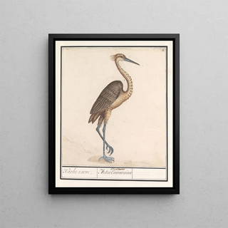 Anselmus Botius de Boodt - Reiger Ardea.webp