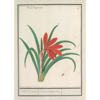 Anselmus Botius de Boodt - Rode krokus Crocus Roode Crocus Crocus Sanguineus.webp