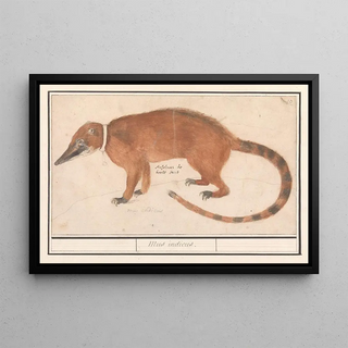 Anselmus Botius de Boodt - Rode neusbeer of coatimundi Nasua nasua Mus indicus.webp