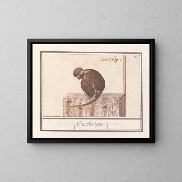 Roodkopmangabey Cercocebus torquatus Corchosipus Une Rillow Une Wanderow - Anselmus Botius de Boodt — ingelijst kunstwerk aan de muur