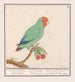 Roodmaskeragapornis Agapornis pullarius Oostindische Mussche Psittacus Minimus - Anselmus Botius de Boodt — weergave van het kunstwerk