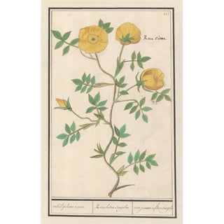 Anselmus Botius de Boodt - Roos Rosa enkel geluwe roose Rosa lutea simplex rose jeaune fleur simple.webp