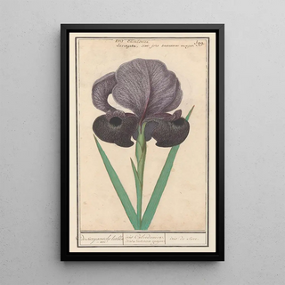 Anselmus Botius de Boodt - Rouw iris Iris susiana de suzyaensche lisbloeme iris Calcedonica iris Susiana major iris de suze.webp