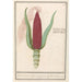 Maïs ornamentaal Zea mays Rood turks Cooren frumentum indicum rubrum Bled de turquie rouge - Anselmus Botius de Boodt — weergave van het kunstwerk