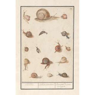 Anselmus Botius de Boodt - Slakken Slekken Cochleae terrestres Lunaons de terre Escargots.webp