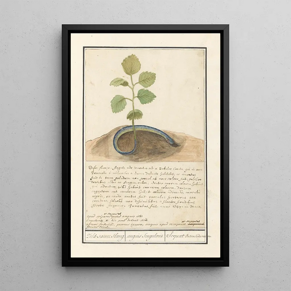 Anselmus Botius de Boodt - Slang met plantenstaart Zeldsaeme Slang anguis Singularis Serpent Extraordinaire.webp