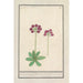 Primula BakKruyd van Oostenrijk Primula Veris austriaca Prime verd Dautriche - Anselmus Botius de Boodt — weergave van het kunstwerk