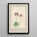 Primula BakKruyd van Oostenrijk Primula Veris austriaca Prime verd Dautriche - Anselmus Botius de Boodt — ingelijst kunstwerk aan de muur