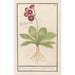 Primevère Primula Roode Beeren oore Auricula ursi rubra Auricule rouge - Anselmus Botius de Boodt — weergave van het kunstwerk