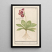 Primevère Primula Roode Beeren oore Auricula ursi rubra Auricule rouge - Anselmus Botius de Boodt — ingelijst kunstwerk aan de muur