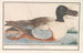 van Canard souchet Anas clypeata - Anselmus Botius de Boodt — weergave van het kunstwerk