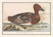 Kanarie (Anas penelope) - Anselmus Botius de Boodt — weergave van het kunstwerk