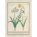 Perce-neige Galanthus en een narcis Narcissus - Anselmus Botius de Boodt — weergave van het kunstwerk