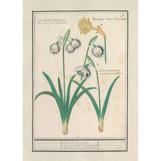Anselmus Botius de Boodt - Sneeuwklokjes Galanthus en een narcis Narcissus.webp