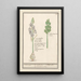 Scille étoilée Scilla Oignon des champs ornithogalon scilla hispanica clusu Asodille - Anselmus Botius de Boodt