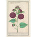van de rozenkaardebol Alcea rosea - Anselmus Botius de Boodt — weergave van het kunstwerk