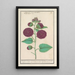 van de rozenkaardebol Alcea rosea - Anselmus Botius de Boodt — ingelijst kunstwerk aan de muur