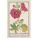 Rozenboog Alcea rosea Eenvoudige winterroos Malva rosea hiemalis passerose met eenvoudige bloemen - Anselmus Botius de Boodt