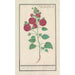 Reproductie van het schilderij Rozenkaard Alcea rosea Dubbele winterroze - Anselmus Botius de Boodt