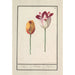 Tulpen Tulipa - Anselmus Botius de Boodt — weergave van het kunstwerk