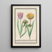 Reproductie van het schilderij Tulpen Tulipa en pioen Paeonia - Anselmus Botius de Boodt