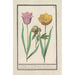 Reproductie van het schilderij Tulpen Tulipa en pioen Paeonia - Anselmus Botius de Boodt