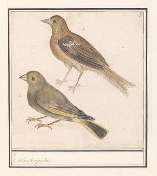 Anselmus Botius de Boodt - Twee groenlingen Carduelis chloris.webp