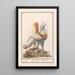 Reproductie van het schilderij Twee kippen Gallus gallus domesticus - Anselmus Botius de Boodt