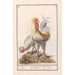 Reproductie van het schilderij Twee kippen Gallus gallus domesticus - Anselmus Botius de Boodt