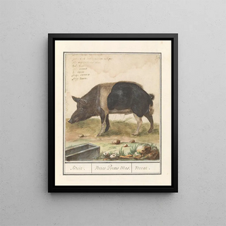 Anselmus Botius de Boodt - Varken Sus scrofa domesticus Beir Verres Porcus Mas Verrat.webp