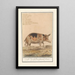 Reproductie van het schilderij Varken Sus scrofa domesticus Truie scrofa Porcus faemina Truie - Anselmus Botius de Boodt