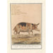 Reproductie van het schilderij Varken Sus scrofa domesticus Truie scrofa Porcus faemina Truie - Anselmus Botius de Boodt
