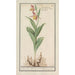 Sabot de Vénus Cypripedium calceolus - Anselmus Botius de Boodt — weergave van het kunstwerk