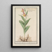 Sabot de Vénus Cypripedium calceolus - Anselmus Botius de Boodt — ingelijst kunstwerk aan de muur