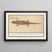Salamander met vlekken Salamandra salamandra Salamander - Anselmus Botius de Boodt — ingelijst kunstwerk aan de muur