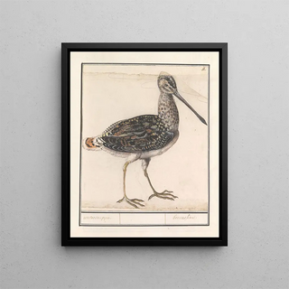 Anselmus Botius de Boodt - Watersnip Gallinago gallinago.webp