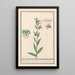 Ophrys abeille Ophrys bombyliflora Orchis Satyrion Du Satyrion - Anselmus Botius de Boodt — ingelijst kunstwerk aan de muur