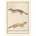 Reproductie van het schilderij Belette Mustela nivalis Belette Mustela Belette - Anselmus Botius de Boodt