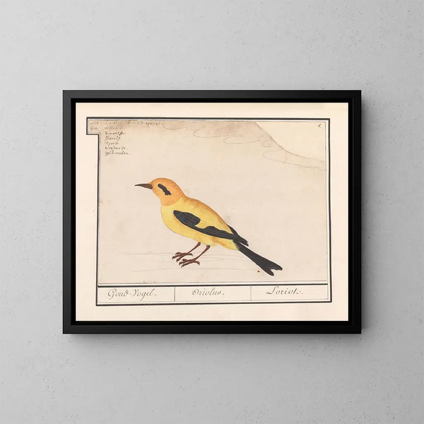 Oriolus oriolus - Anselmus Botius de Boodt — ingelijst kunstwerk aan de muur