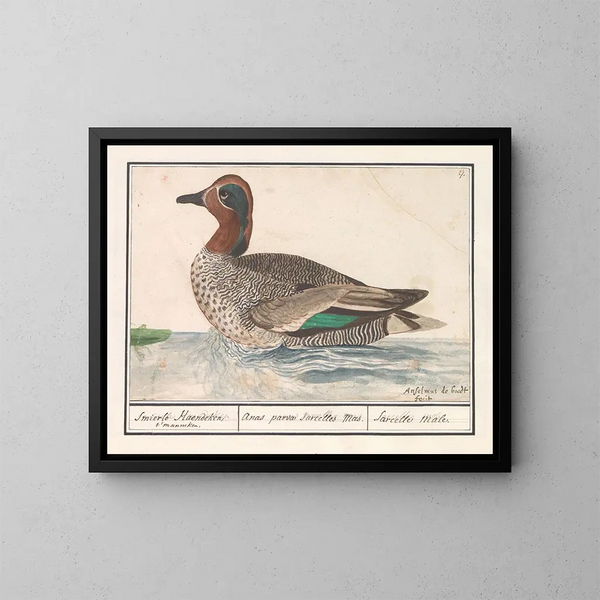 Zingende eend - Anselmus Botius de Boodt — ingelijst kunstwerk aan de muur