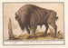 Europese Bison Bison bonasus Buffel Bos Bison Veterum Bison - Anselmus Botius de Boodt — weergave van het kunstwerk